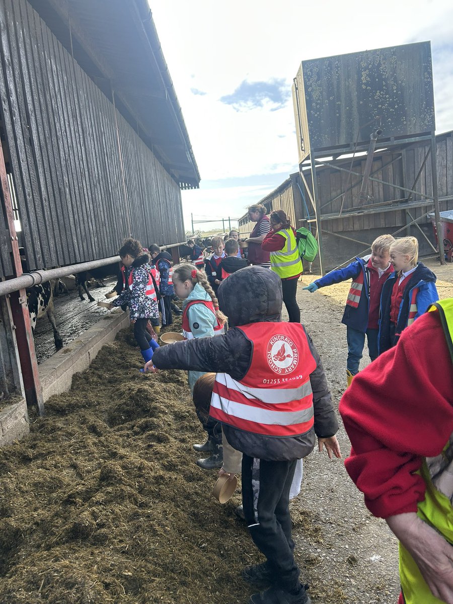 kincraigY3's tweet image. We made a mixture of food for the cows and were given the chance to feed it to them 🐄 #geography #outdoorlearning #fernhillfarm
