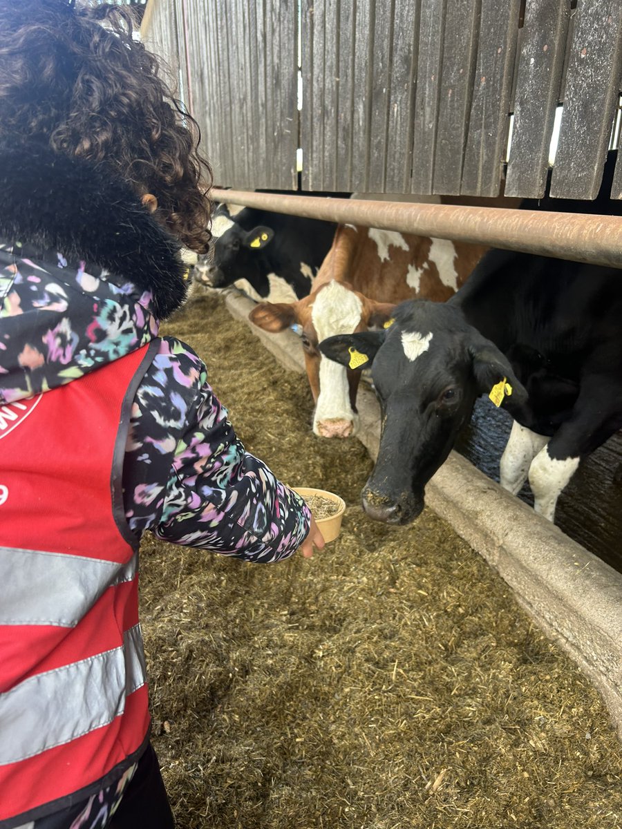 kincraigY3's tweet image. We made a mixture of food for the cows and were given the chance to feed it to them 🐄 #geography #outdoorlearning #fernhillfarm