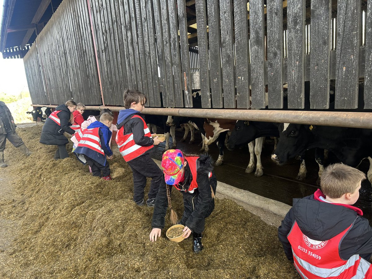 kincraigY3's tweet image. We made a mixture of food for the cows and were given the chance to feed it to them 🐄 #geography #outdoorlearning #fernhillfarm