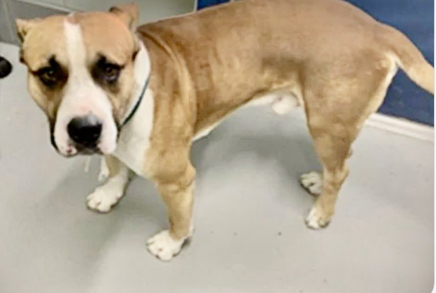 LeporidaeCheryl's tweet photo. There's NOWHERE left for him to run, & he couldn't run, even if he WANTED to! 

BIG BOY #A386535 is injured. 

He was picked up as a stray & is being held Captive by #CorpusChristiACS. 

He's only 1️⃣ yo & this isn't his 1️⃣st injury!  4️⃣5️⃣ lbs. 

 He's had a 💥ROUGH💥 start in life! 

This poor pup has NEVER had a tender moment. His entire, short life has been spent trying to SURVIVE. 

Now his SURVIVAL is on the line because he's scheduled to be KILLED on 4/22‼️

He needs a 🏥 Medical Rescue in order to correct the LAMENESS in his left hind leg. 

Please Pledge! Even though he's only 1️⃣ yo, his mobility & life are BOTH on the line.  Doesn't he deserve MORE?