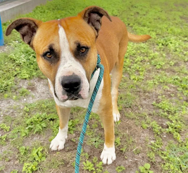 LeporidaeCheryl's tweet photo. There's NOWHERE left for him to run, & he couldn't run, even if he WANTED to! 

BIG BOY #A386535 is injured. 

He was picked up as a stray & is being held Captive by #CorpusChristiACS. 

He's only 1️⃣ yo & this isn't his 1️⃣st injury!  4️⃣5️⃣ lbs. 

 He's had a 💥ROUGH💥 start in life! 

This poor pup has NEVER had a tender moment. His entire, short life has been spent trying to SURVIVE. 

Now his SURVIVAL is on the line because he's scheduled to be KILLED on 4/22‼️

He needs a 🏥 Medical Rescue in order to correct the LAMENESS in his left hind leg. 

Please Pledge! Even though he's only 1️⃣ yo, his mobility & life are BOTH on the line.  Doesn't he deserve MORE?