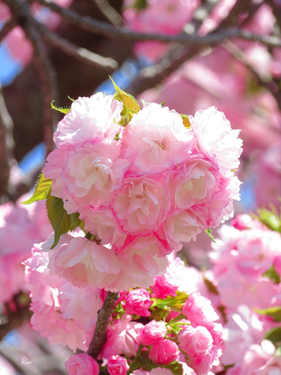 Raw（週１回金曜日投稿） tweet media