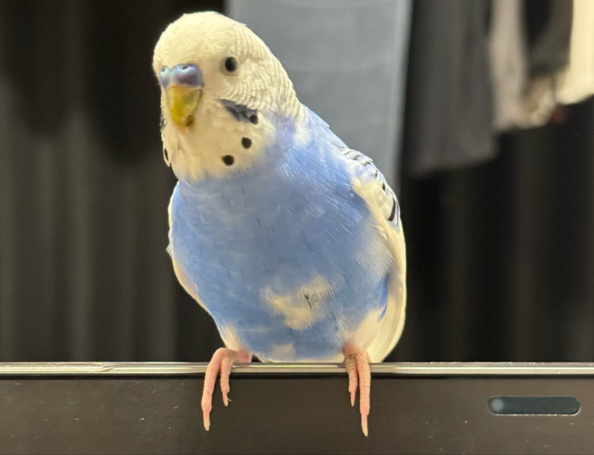 ぽてと tweet media