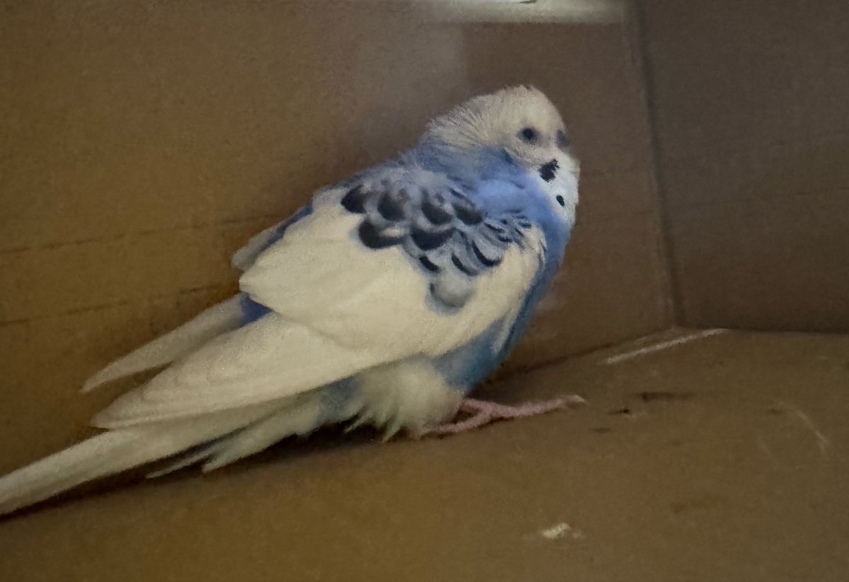 ぽてと tweet media