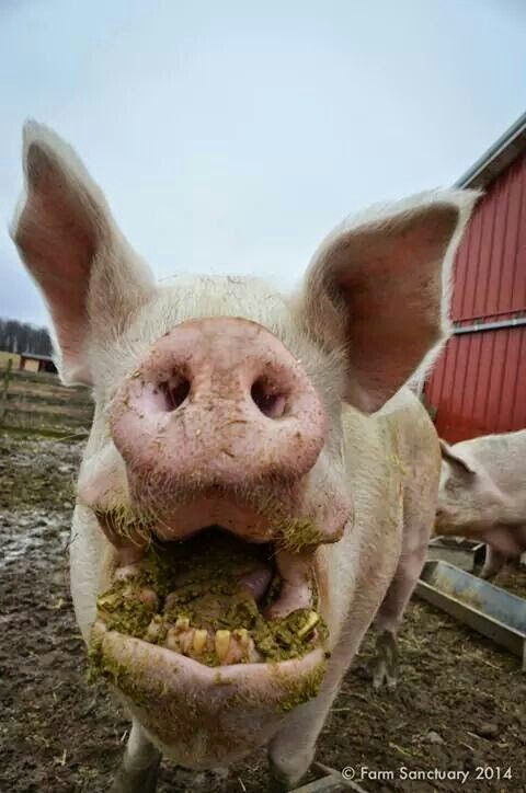 Still Victory tweet media