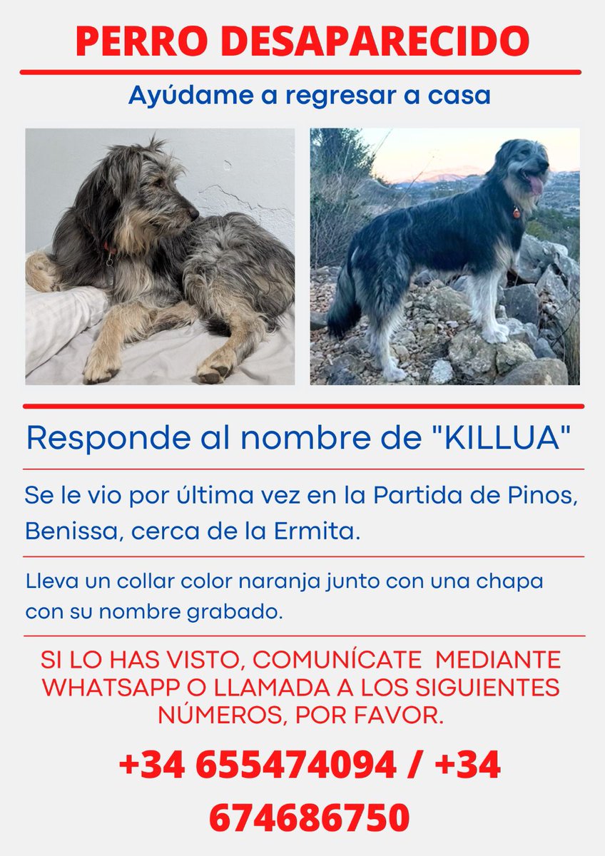 areagossosbdn's tweet photo. 🆘🆘¡¡ATENCIÓN!!🆘🆘
Llamamiento URGENTE para encontrar a KILLUA.
Pastor catalán perdido el 23/3 en la Partida de Pinos #Benissa Comunidad Valenciana. Desaparecido sin dejar rastro, seguramente alguien lo cogió.
Si sabes algo contacta
📞 655474094
📣📣📣 

https://t.co/yDlqeb6z6C https://t.co/tsASXGBFkt