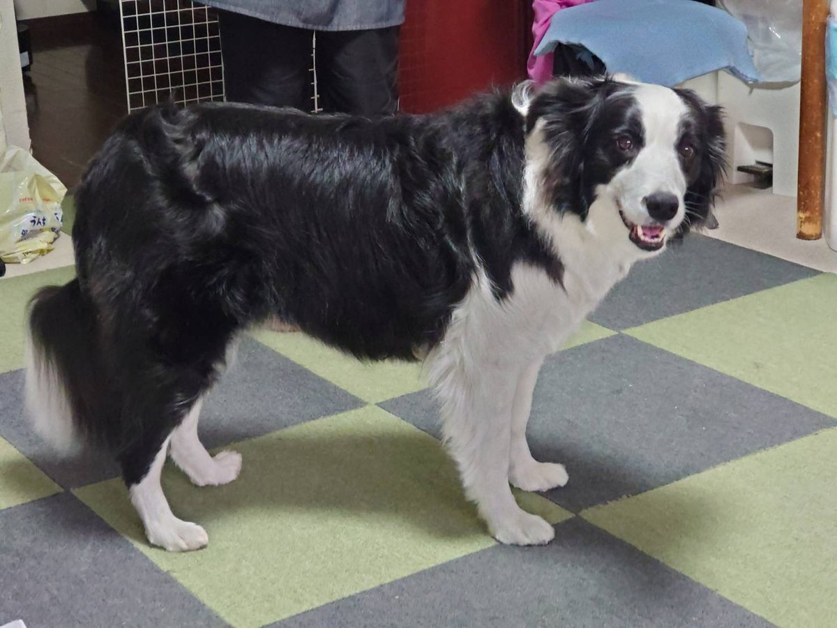 チョコ味噌汁 tweet media