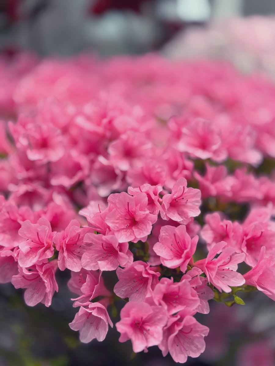 ゆのママ tweet media