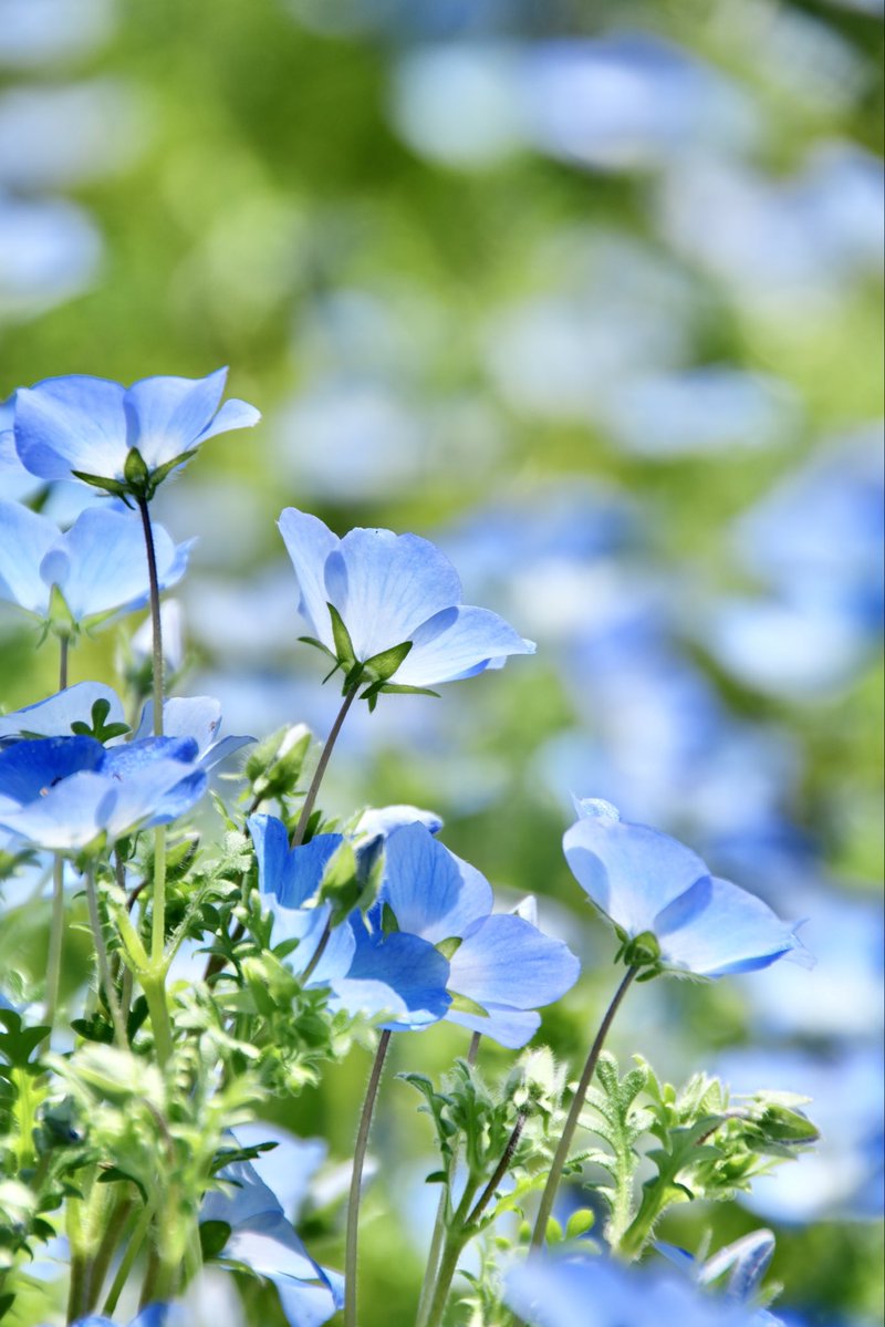 umeboshi3882's tweet image. おはようございます☺️

#TLを花でいっぱいにしよう #なばなの里 #flower