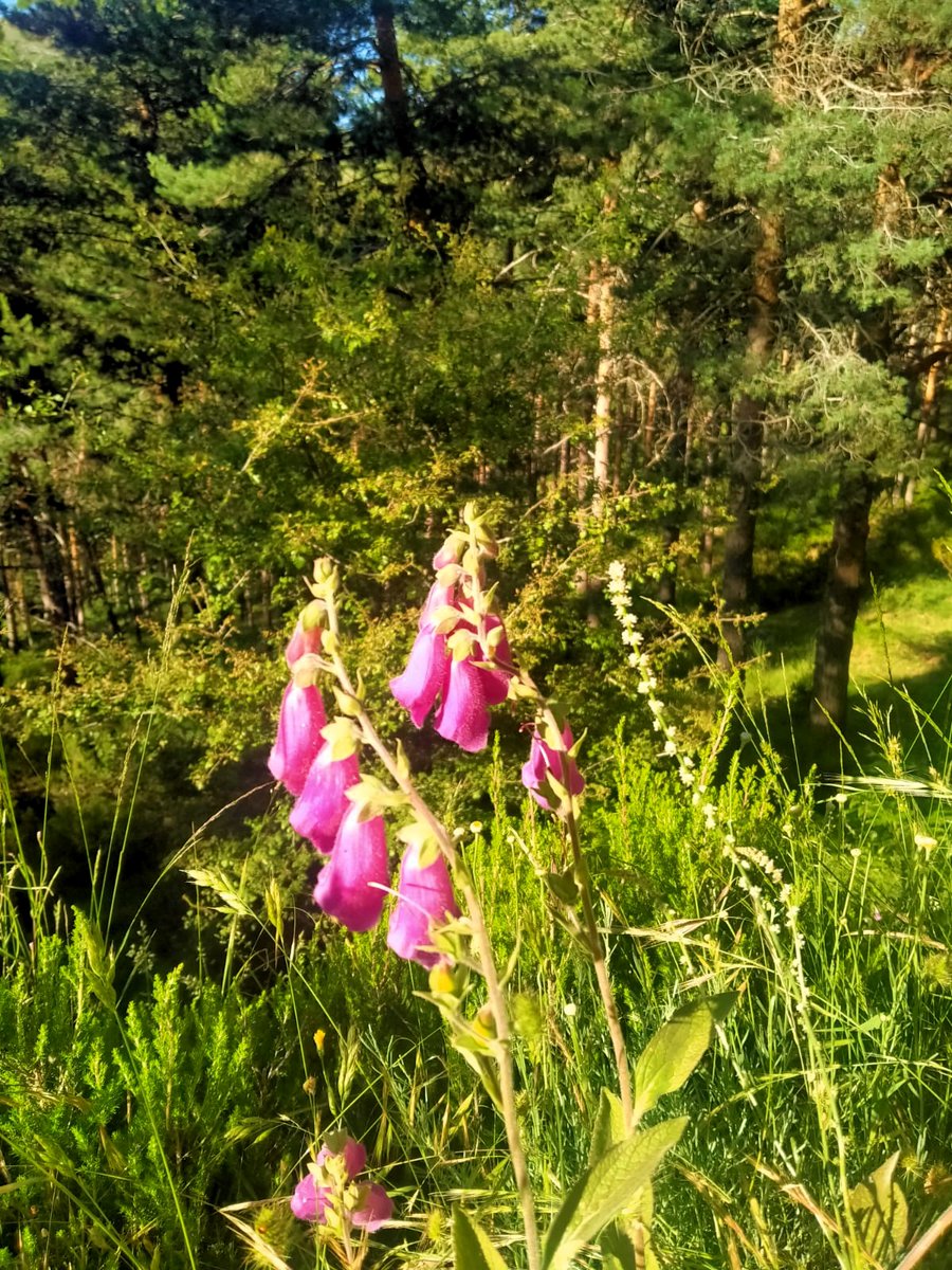 DaniElefantman's tweet image. Días simples libros, calma y detalles bonitos. #naturaleza #fotos #flores #dedalera #hacerfotos