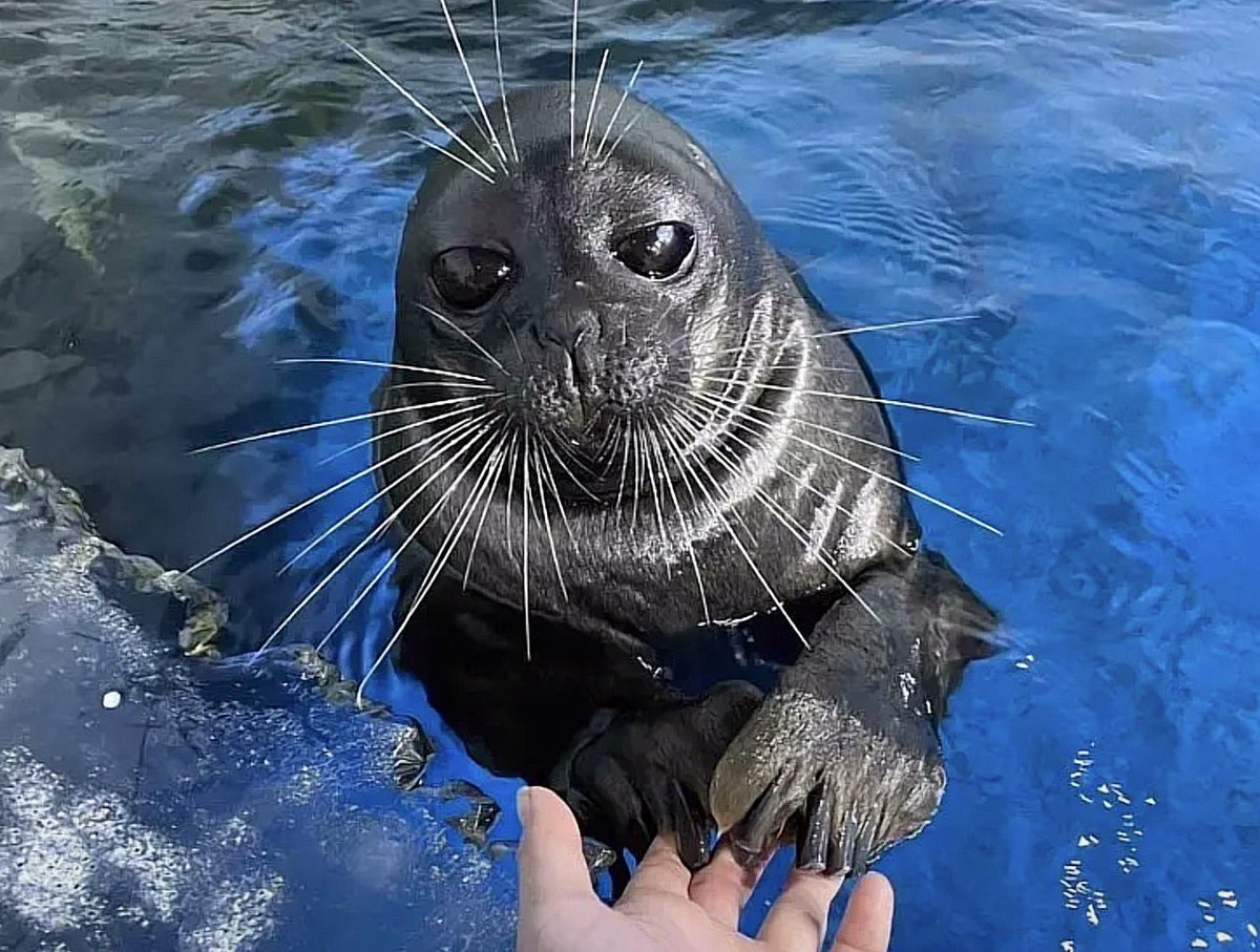 Herbuurna 🦭🇵🇷 tweet media