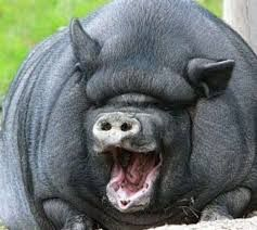 Still Victory tweet media