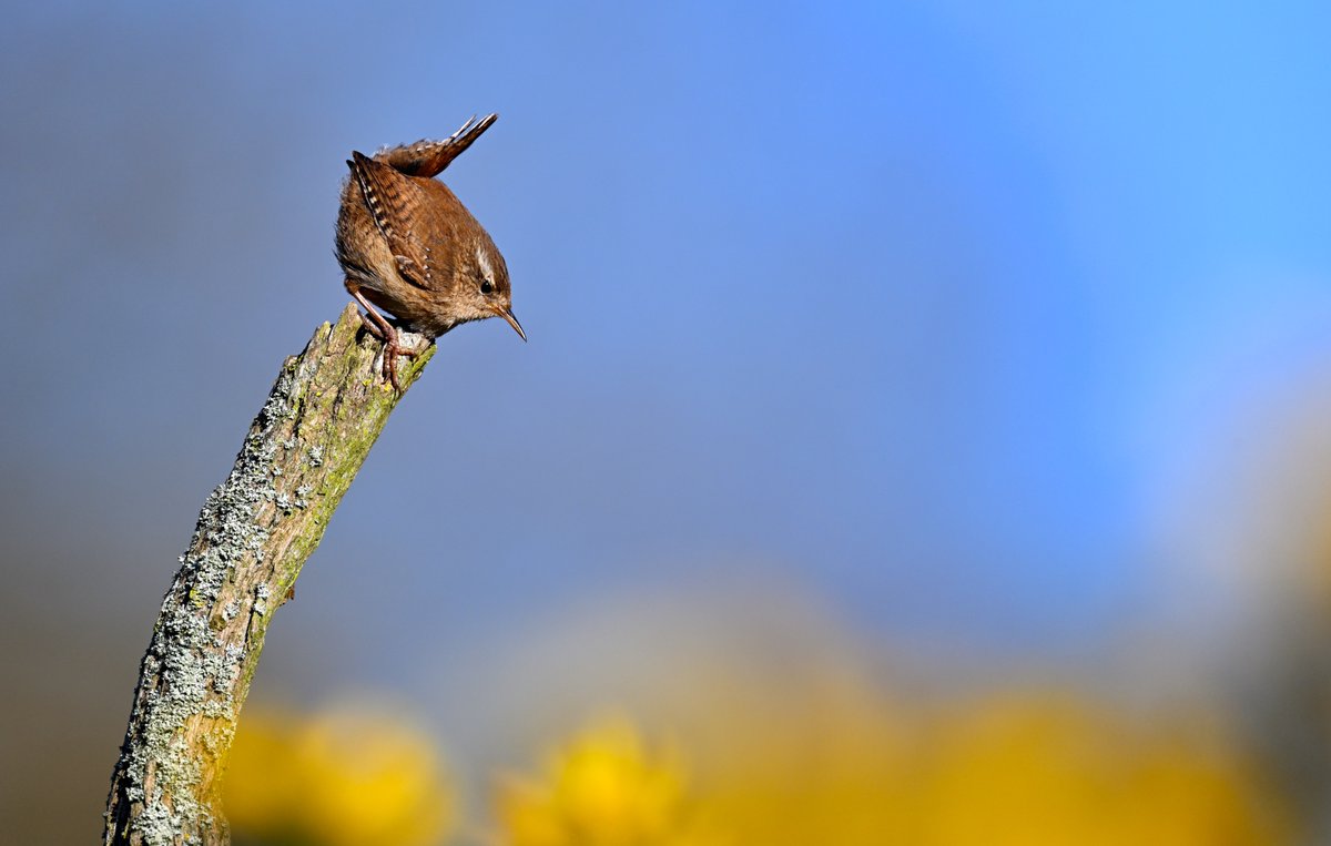 David Brooker tweet media