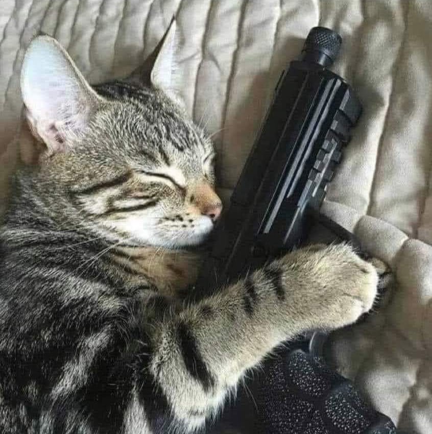 Firestorm826's tweet photo. @AllieJade1 Thunder kitty is ready. Don't kick people's cars. https://t.co/6K0OLRWGQk