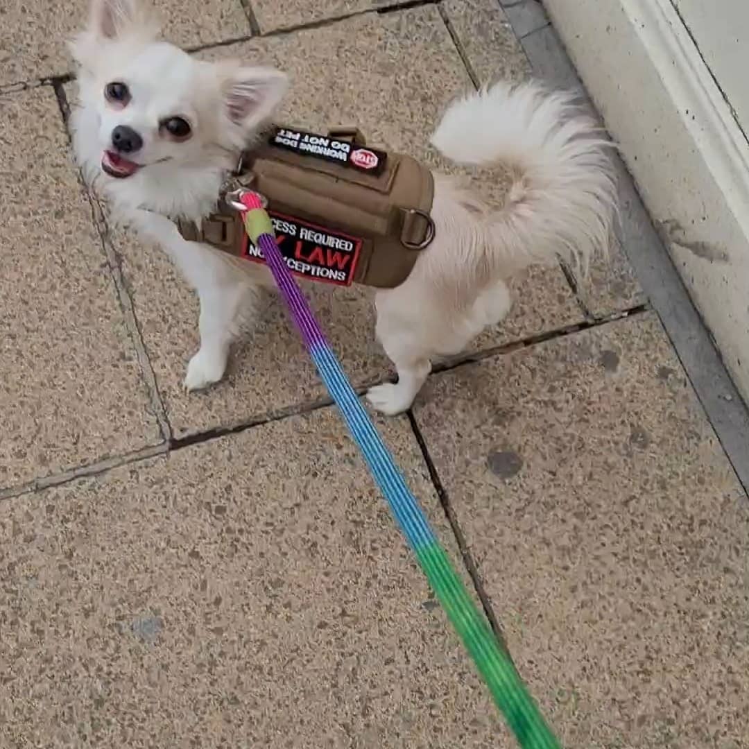 ErainaDeLong's tweet photo. @Wes_Macc @TaintedSaint2 @Geniustechw For example. This is Marley. He is a medical alert dog (means he alerts on cardiac, seizure or other alertable and life-threatening conditions). Marley is a Chihuahua, he's just not the super tiny, bobble-headed, nervous shaking inbred, overbred, 'designer' variety. https://t.co/p2Ql1OvYG8