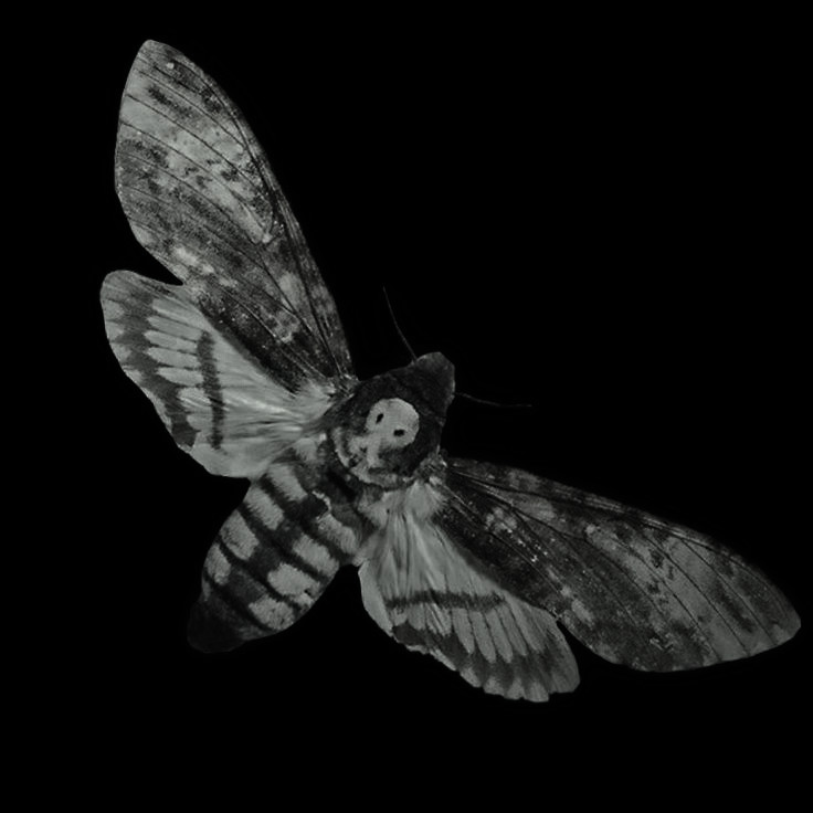 ᅠ ᅠτ𝑨𝑳𝑳 𝑵' 𝑺७𝑼𝑹 ҂ે tweet media