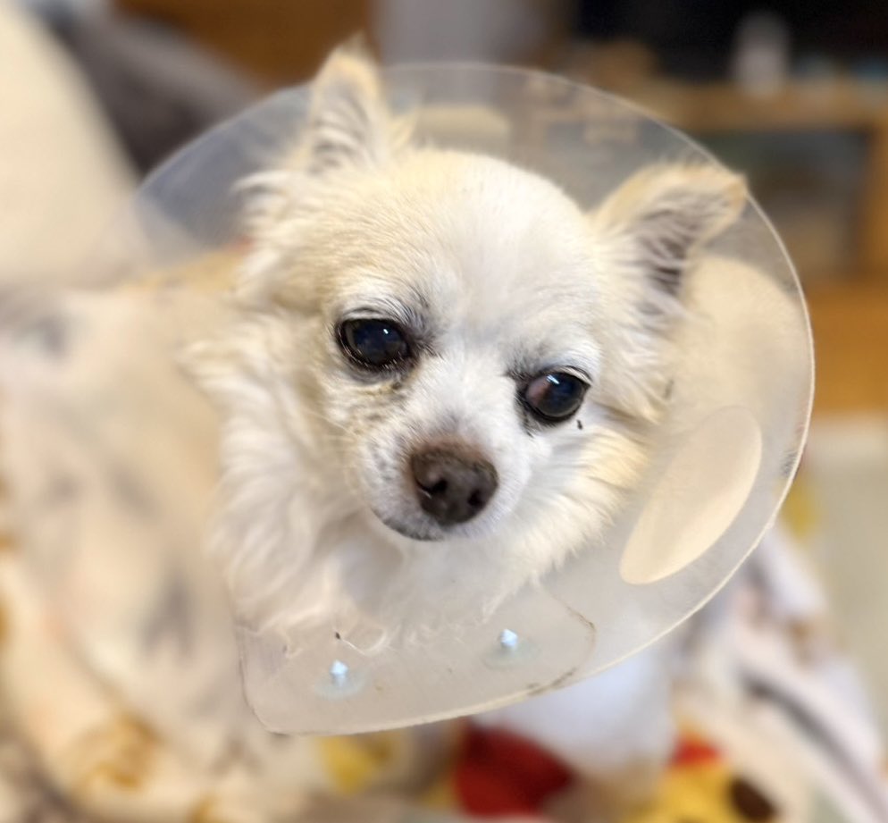 Leon2019_4's tweet image. おはぎょうだ😃
4月17日(金) 行田市☀️最高気温21℃
今週も終わり。疲れが溜まったワン🐶
#チワワ　#犬　#ペット　#保護犬
〔今日のレオンくん↓〕