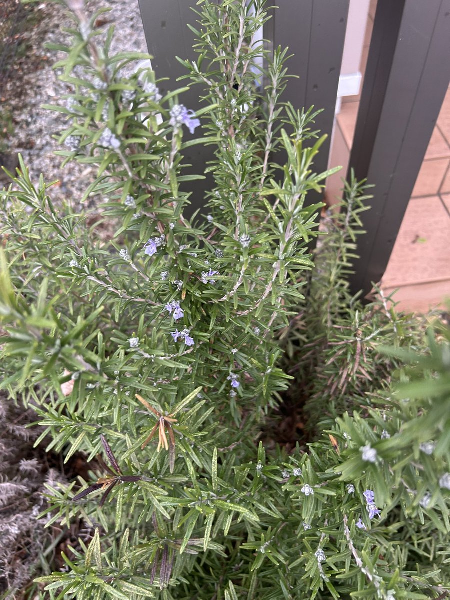 IVY🐶アイビー🍓🍠 tweet media