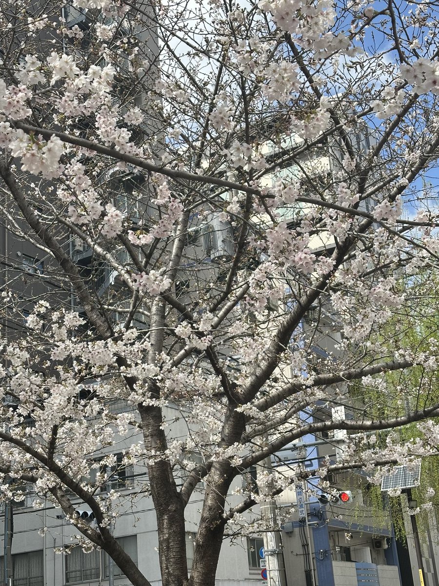 lexustaxi's tweet photo. 前に見かけたら桜です🌸 https://t.co/05mnys9OM5