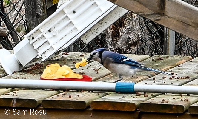 SamR of It's Spring North 🇨🇦 tweet media