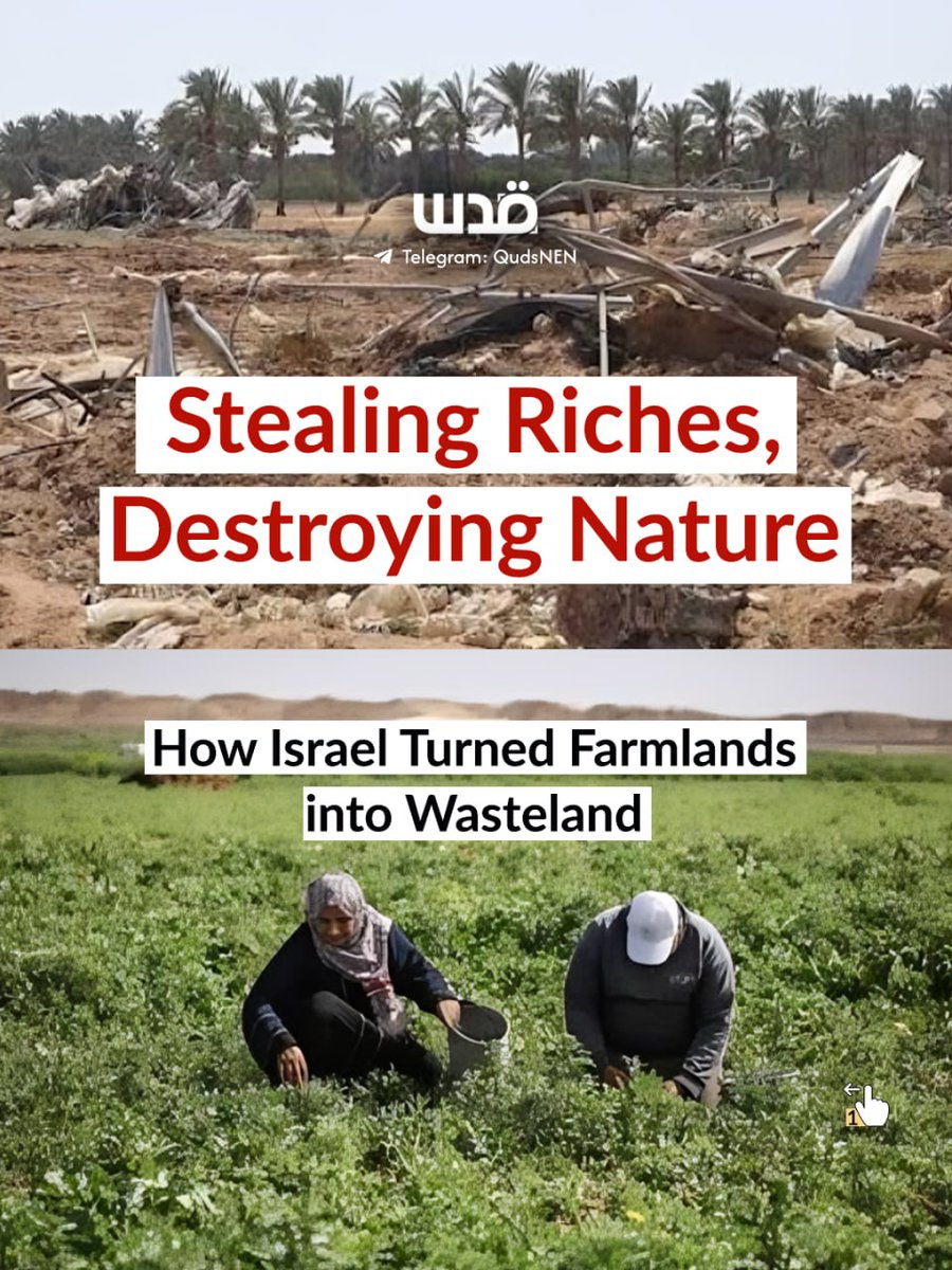 Quds News Network tweet media