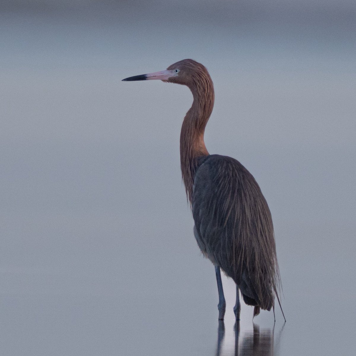 dgrifbarnes's tweet photo. Heron at dawn - Fort Desoto in Florida https://t.co/WmHAWpOUhv