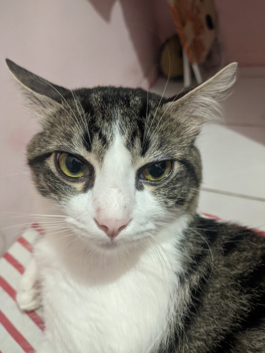 bibble do loa tweet media