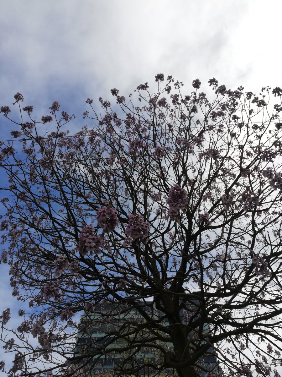 Stereo Surrealist tweet media