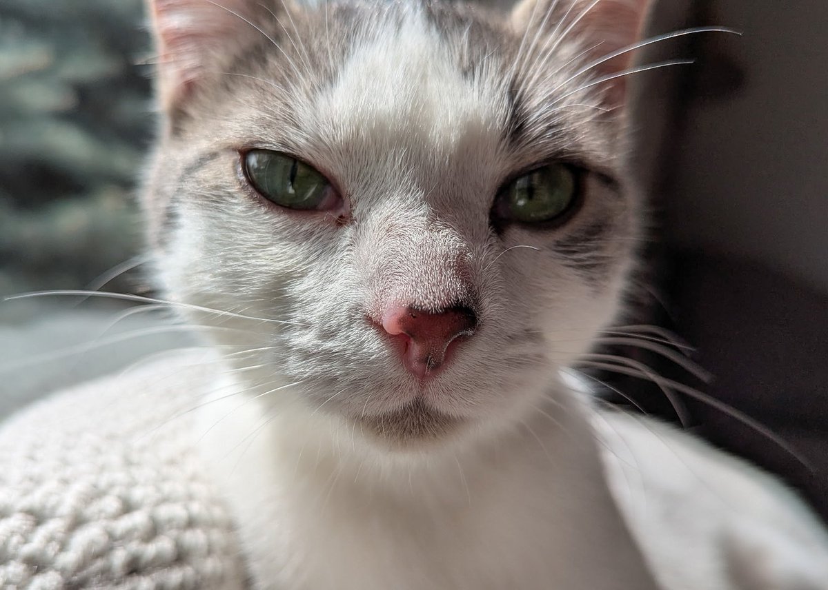 Nicholas tweet media