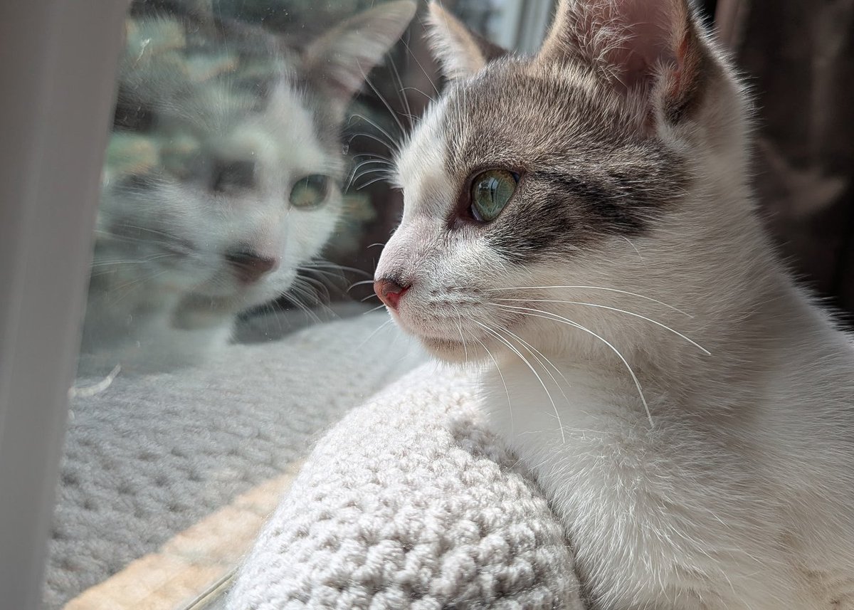 Nicholas tweet media