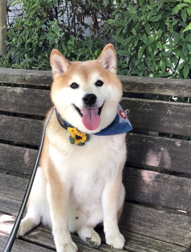 柴犬くう🌈くまとら時々大工 tweet media