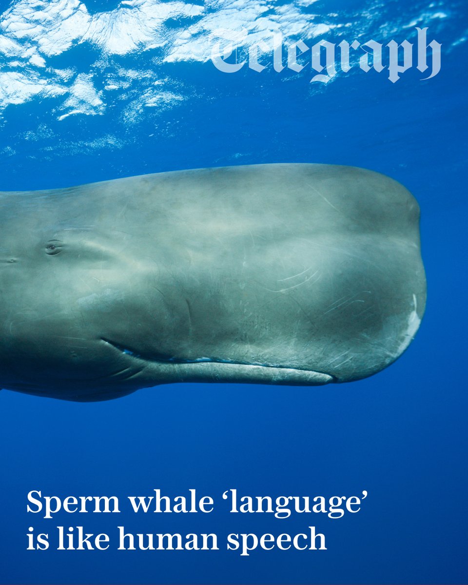 The Telegraph tweet media