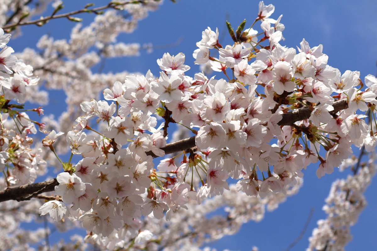 やまいわけん tweet media