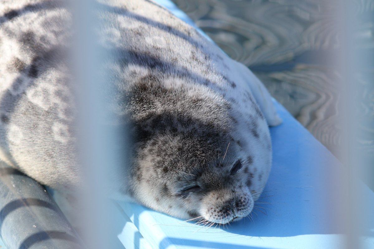 k4i0🦭 tweet media