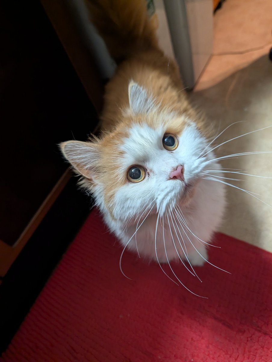 きんや Xにロボット認定されたらしい tweet media