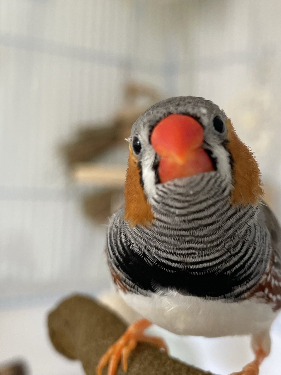 Aves • Artist & Finch Parent tweet media