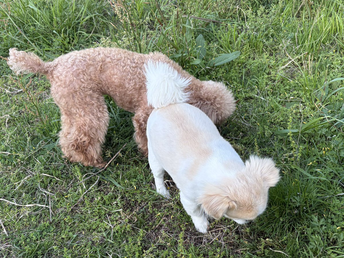 SFC代表 tweet media