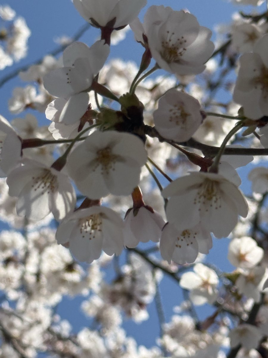 haruta4:30 tweet media