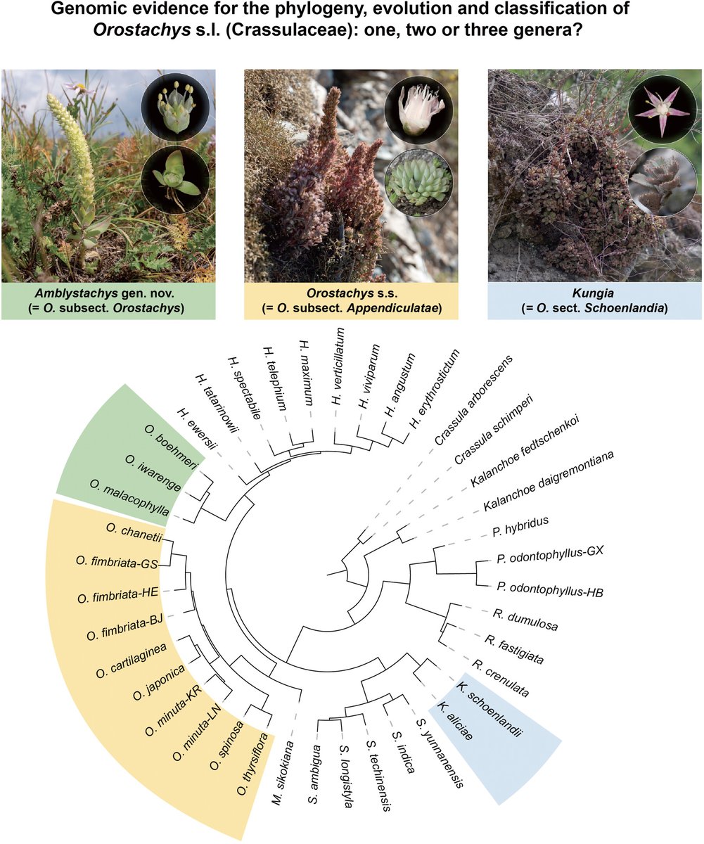 JournalSysEvo's tweet image. Cao et al. present integrative evidence from #molecular #phylogenetics, #gene flow, and morphological analyses, which supports the taxonomic treatment of Orostachys s.l. as three separate genera.
doi.org/10.1111/jse.70… @WileyEcology #JSE #PlantSci #systematics #HappyFriday!