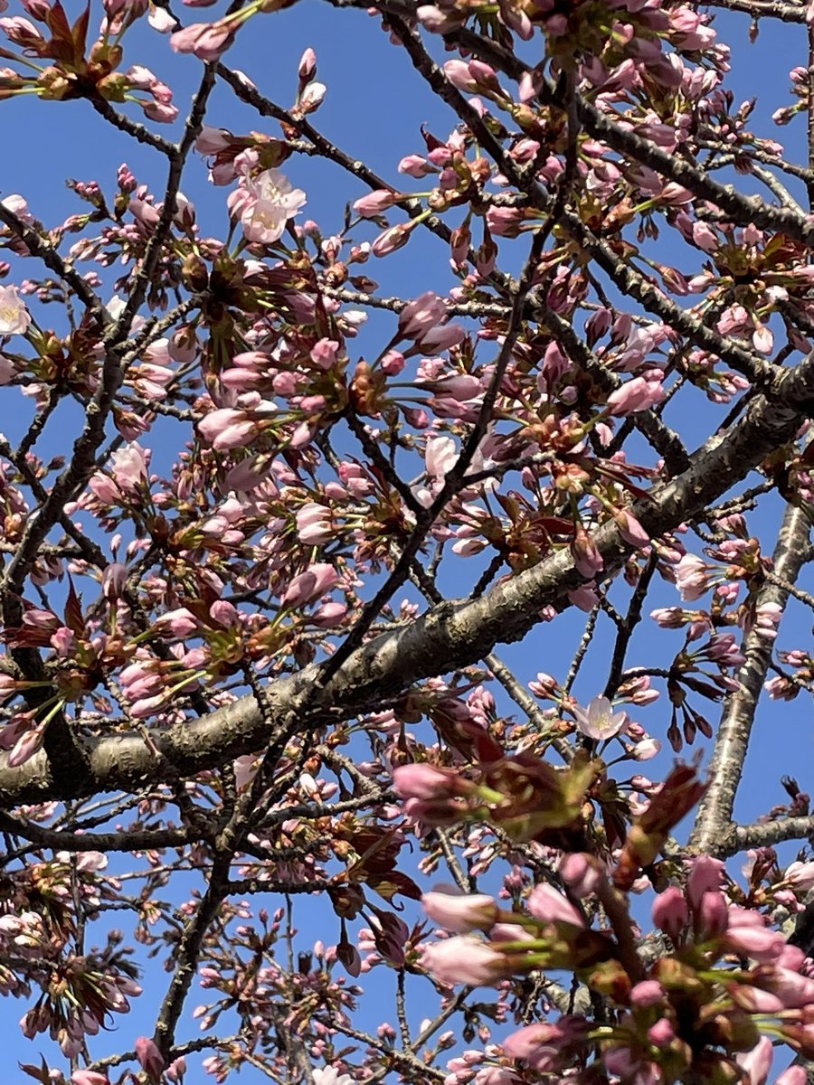rabbit79374731's tweet photo. おはようございます😊
晴れ…風は無し…15度まで上がる予報！
桜🌸もいくつか開いてきた😆
このまま強風が吹かなきゃいいなぁ！
今日も良い一日を…
＃いま空 https://t.co/0fniHCIP6b