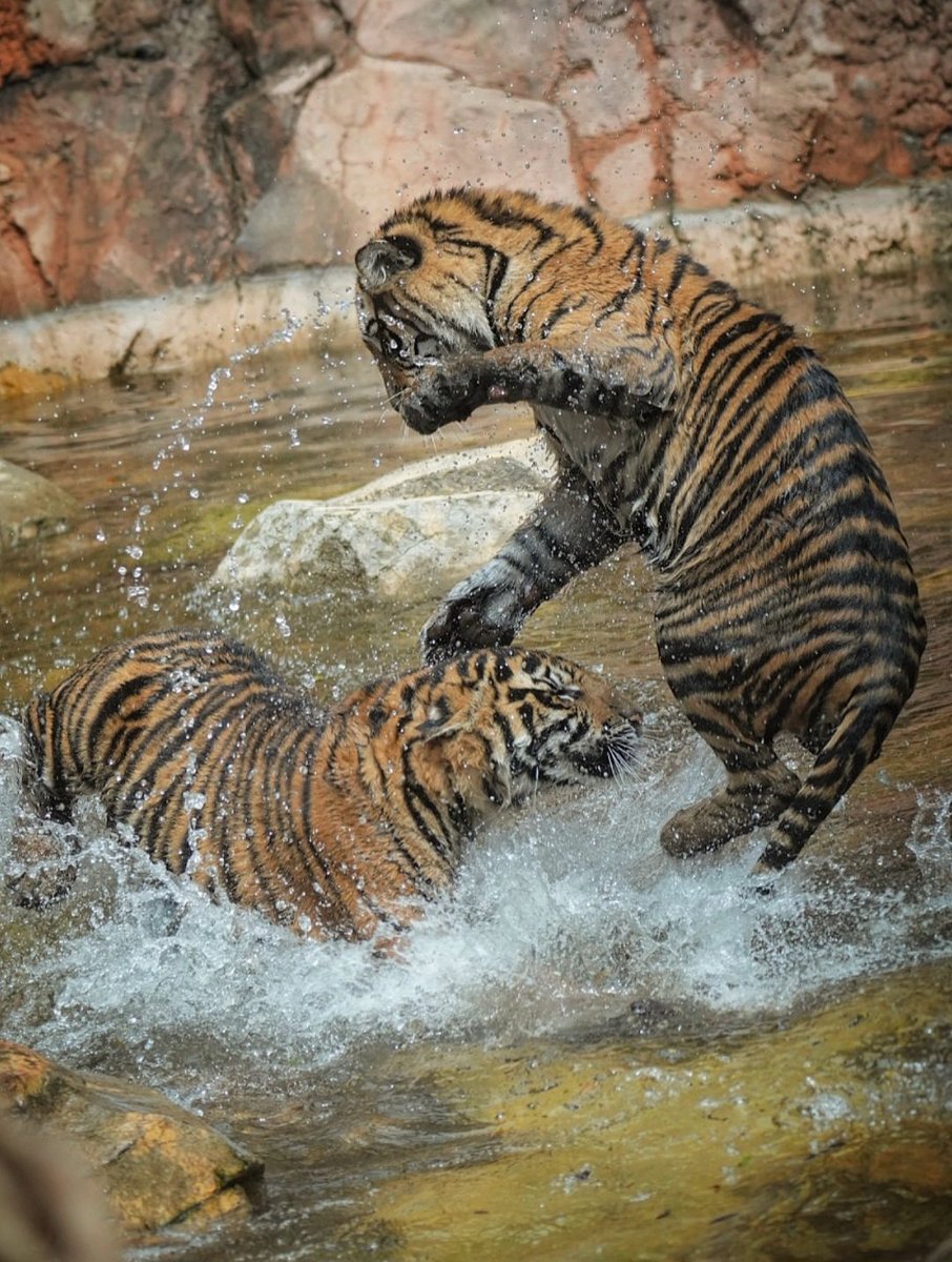 run.swim.shingo tweet media