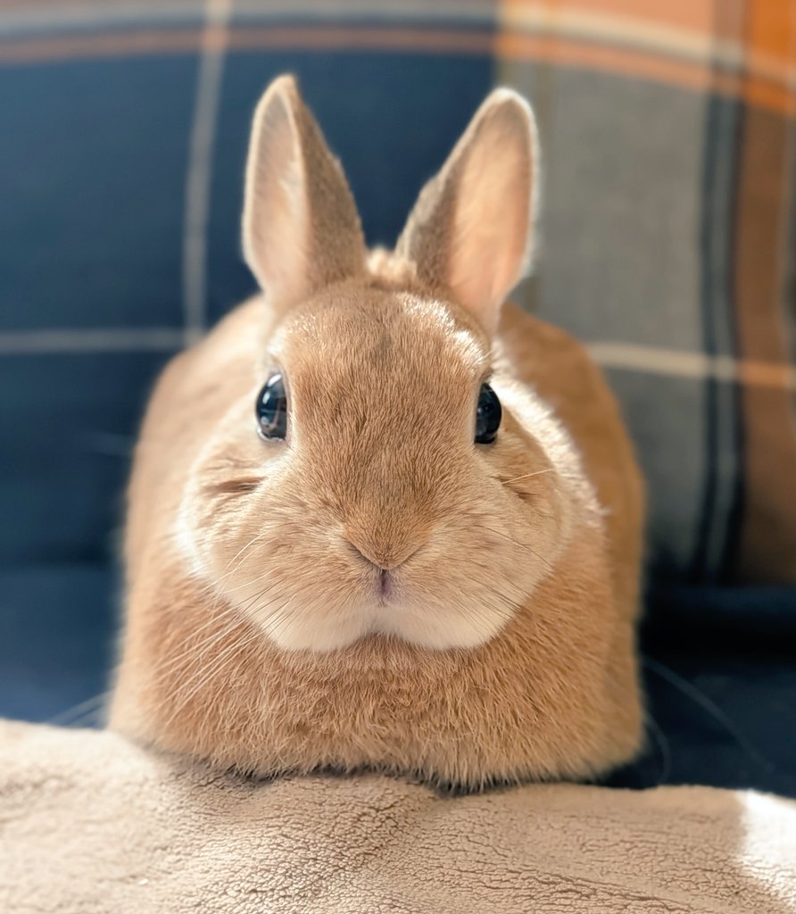 みかん🍊かぼす💚 tweet media