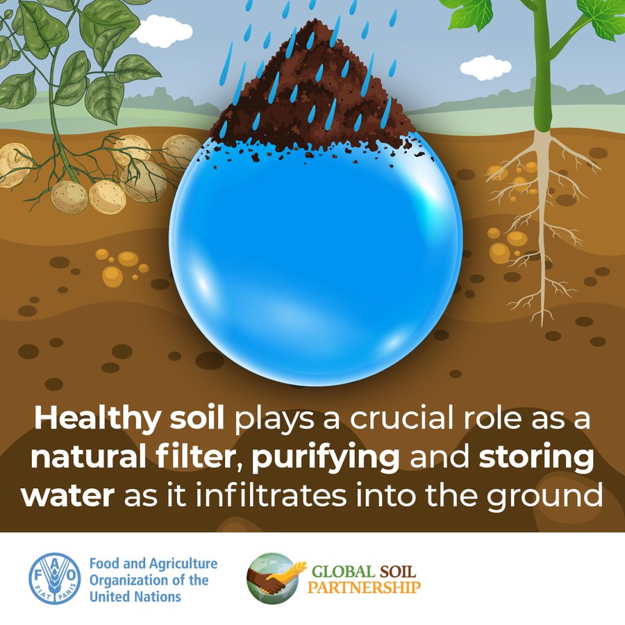 FAONewYork's tweet image. Soil health and the quality and availability of water are interconnected.

For example, healthy #soil can retain 25% of its volume in water. This means that water availability is impacted by the health of our soils.

#SoilAction #WaterAction
