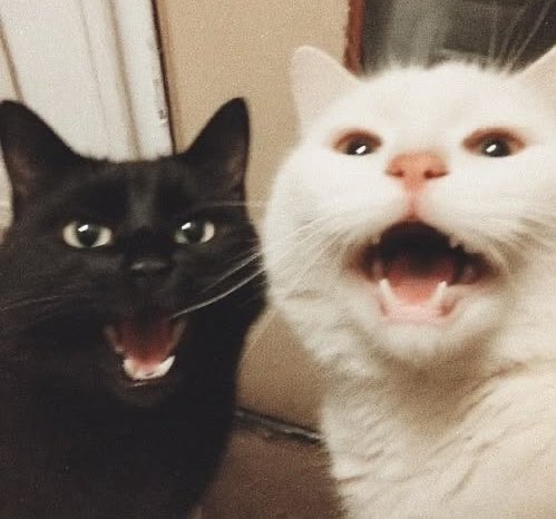 Shoko leiri tweet media