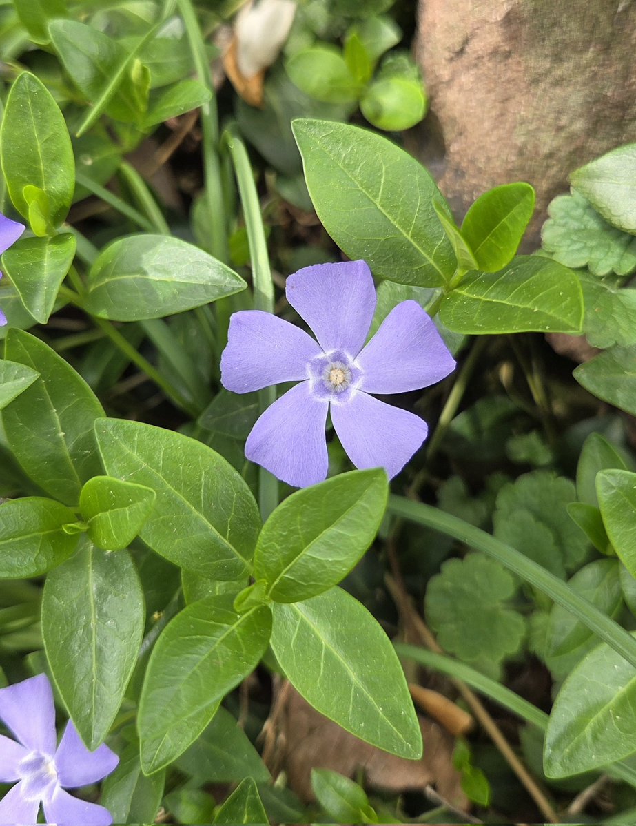 Oh, give thanks to the Lord, for He is good! For His mercy endures forever.

Psalm 136:1