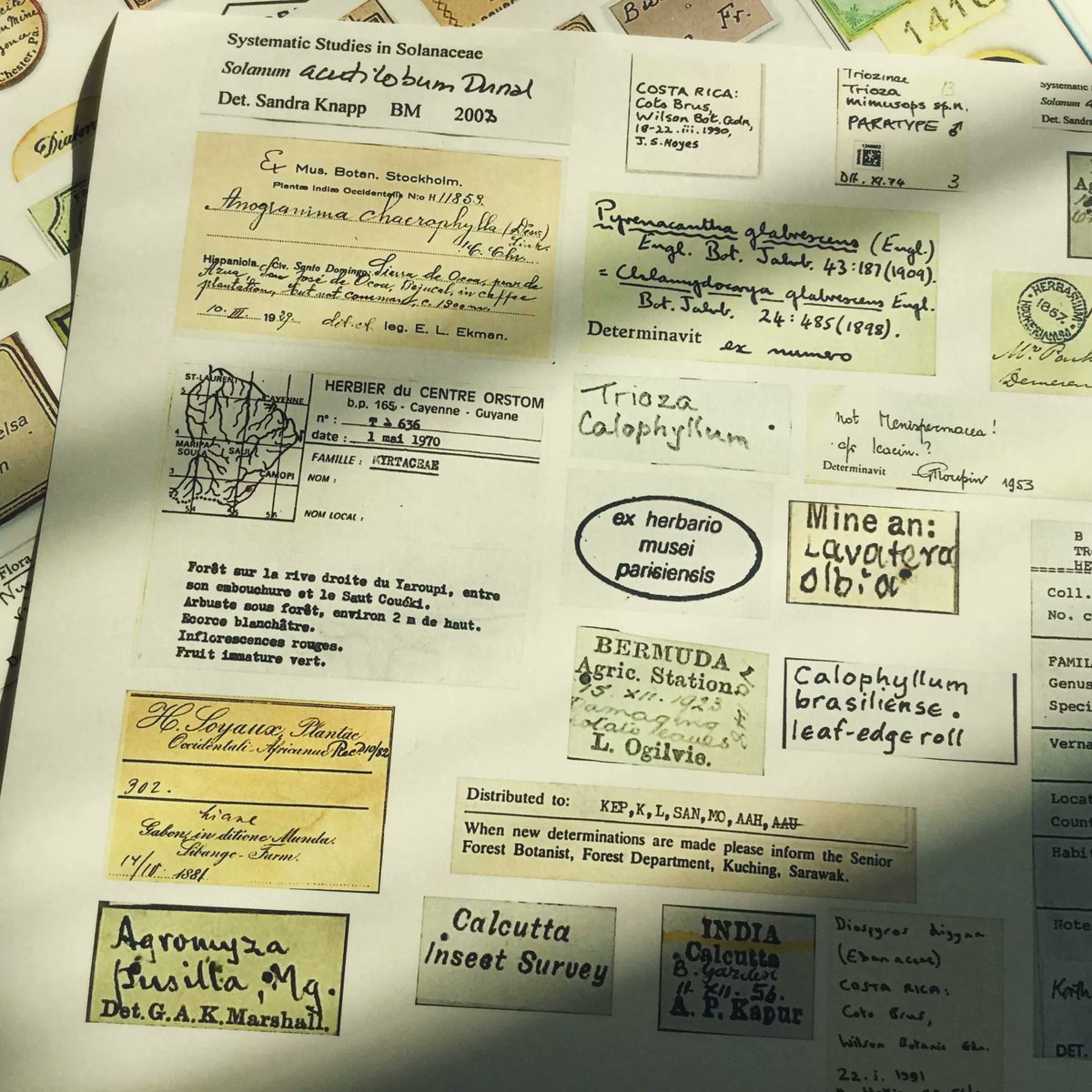 aurelia bernard tweet media