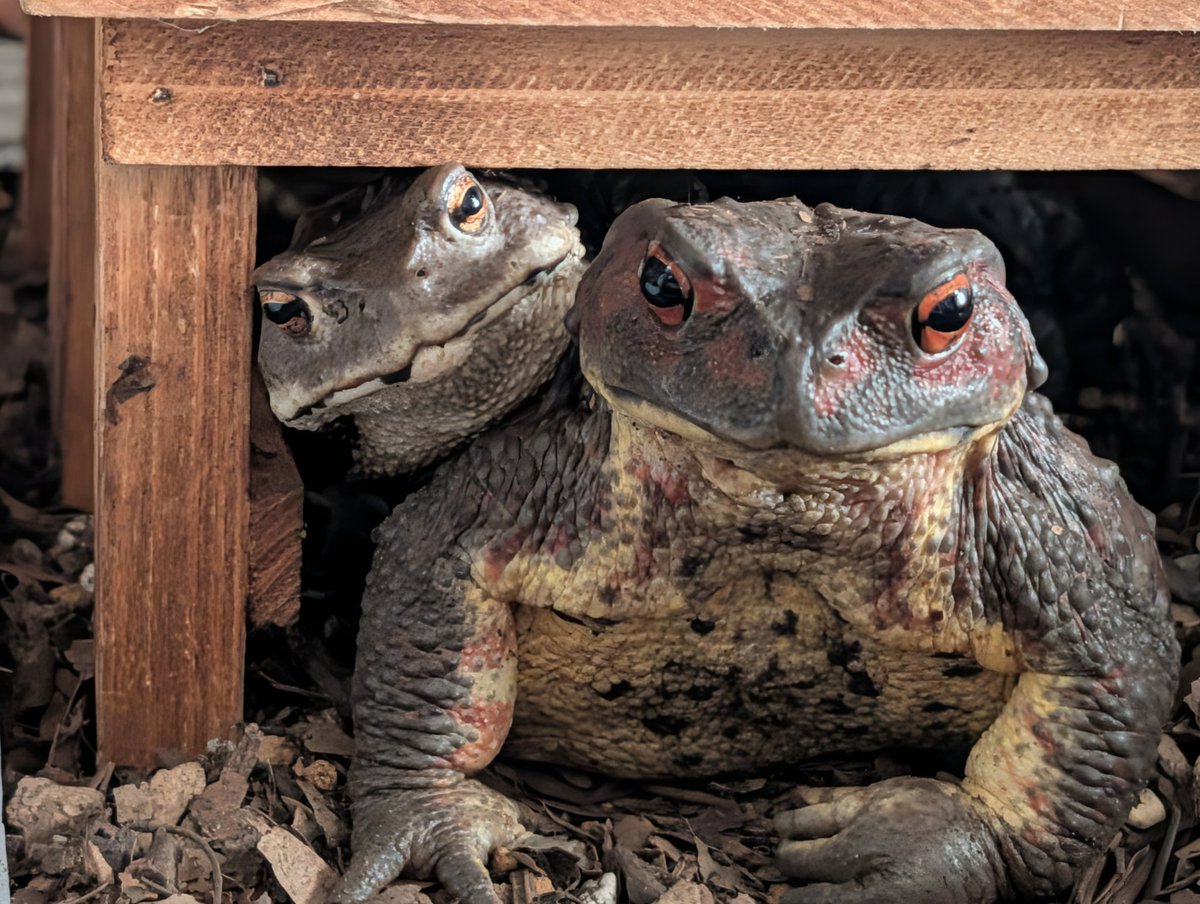 確定申告 tweet media