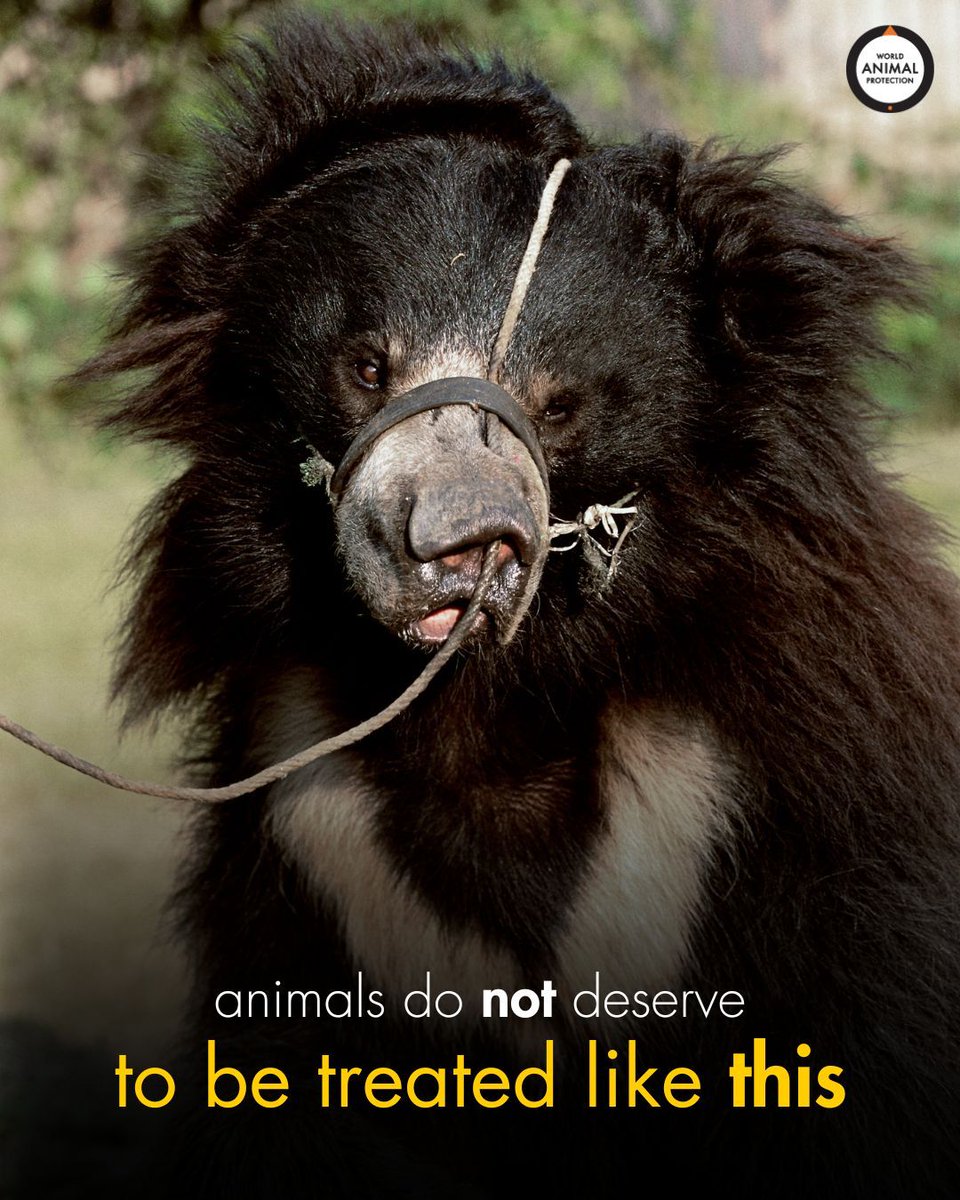 Who could ever think it was okay to treat a bear like this? 🐻💔