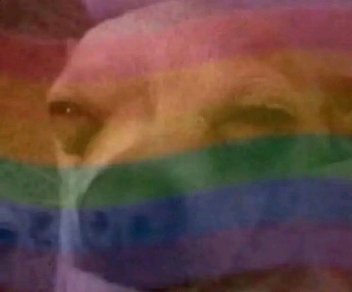 Seskinho tweet media