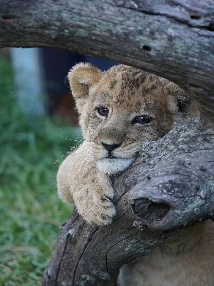 Dafne Avunduk tweet media